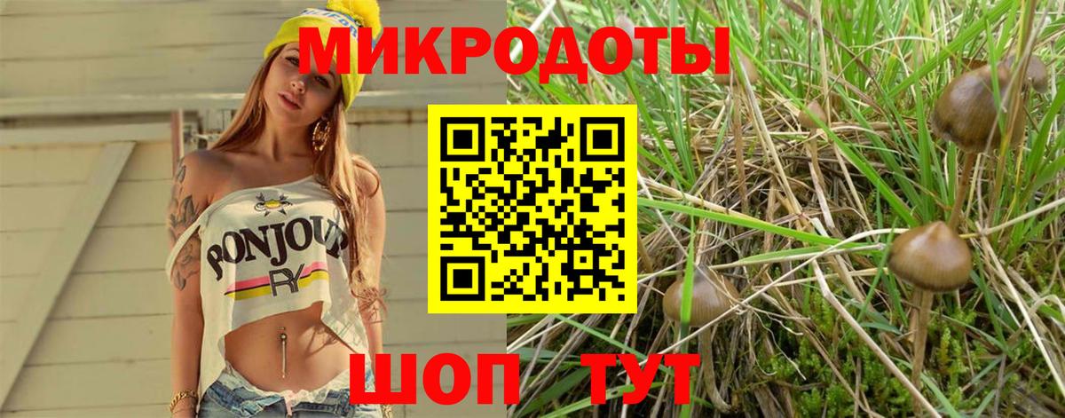 Галлюциногенные грибы Psilocybe Ессентуки